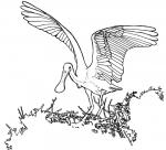 Roseate Spoonbill coloring
