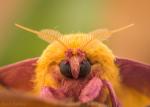 Rosy Maple Moth svg
