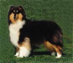 Rough Collie coloring