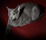 Russian Blue coloring