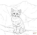 Sand Cat coloring