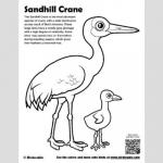Sandhill Crane coloring