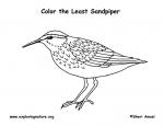 Sandpiper coloring