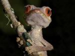 Satanic Leaf-tailed Gecko svg