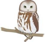 Saw Whet Owl clipart