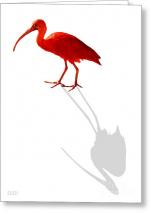 Scarlet Ibis clipart