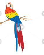 Scarlet Macaw clipart
