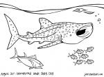 Whale Shark coloring