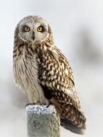 Short-eared Owl clipart