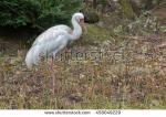 Siberian Crane clipart