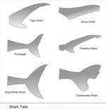 Silky Shark clipart