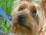 Silky Terrier coloring