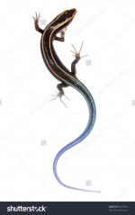 Skink clipart