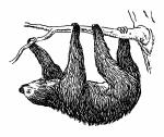 Sloth clipart