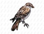 Snow Bunting clipart