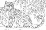 The Snow Leopards coloring