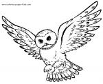 Snowy Owl coloring