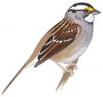 White-crowned Sparrow clipart