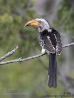 Southern Yellow-billed Hornbill svg