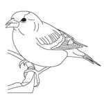 Sparrow coloring