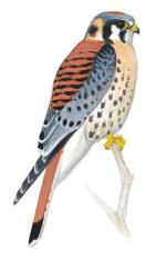 Sparrowhawk clipart