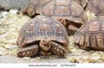Spider Tortoise clipart