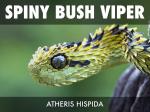 Spiny Bush Viper svg
