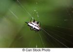 Spiny Orb Weaver clipart