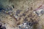 Spotted Wobbegong Shark clipart