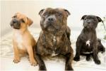 Staffordshire Bull Terrier coloring