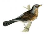 Starling clipart