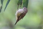 Striated Thornbill coloring