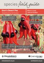 Sturt's Desert Pea svg