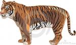 Sumatran Tiger clipart