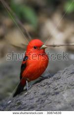 Summer Tanager clipart