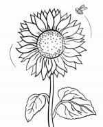 Sunflower coloring
