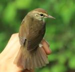 Swainson's Warbler coloring