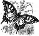Swallowtail Butterfly clipart