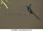 Swallow-tailed Hummingbird clipart