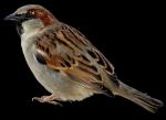 Swamp Sparrow clipart