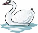 Whooper Swan coloring