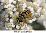 Syrphid Flies clipart