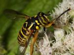 Syrphid Flies coloring