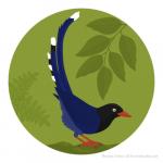 Taiwan Blue Magpie clipart