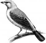 Tanager clipart