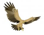 Tawny Eagle clipart