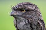 Tawny Frogmouth clipart