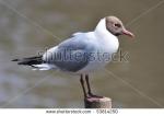 The Black Headed Laughing Gull clipart