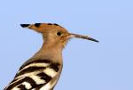 The Hoopoe Close Up svg