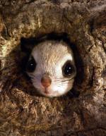 The Japanese Dwarf Flying Squirrel clipart